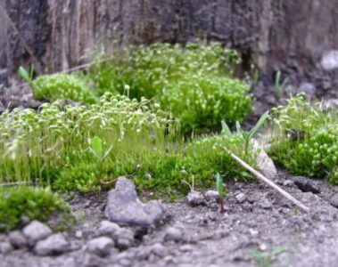 A Fairy’s-Eye View of My Garden Image